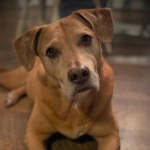 Meet your Posher, Tom